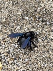 Xylocopa