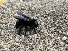 Xylocopa