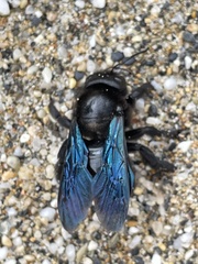 Xylocopa