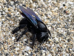 Xylocopa