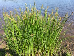 Schoenoplectus triqueter