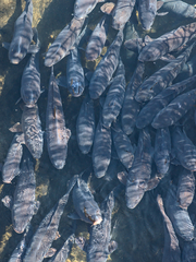 Cyprinus carpio