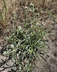 Oreocarya suffruticosa setosa