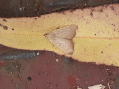 Hypsopygia albidalis