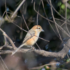 Lanius bucephalus