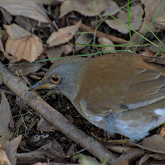 Turdus pallidus