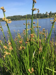 Schoenoplectus triqueter