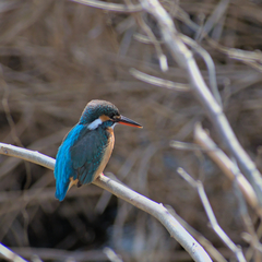Alcedo atthis