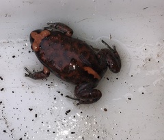 Pseudophryne australis