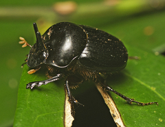 Onthophagus neostenocerus