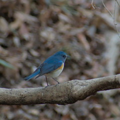 Tarsiger cyanurus