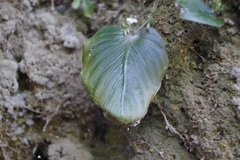Monophyllaea