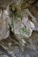 Monophyllaea