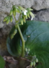 Monophyllaea