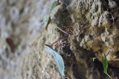 Monophyllaea