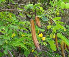 Senna bicapsularis