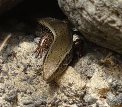Chalcides sexlineatus