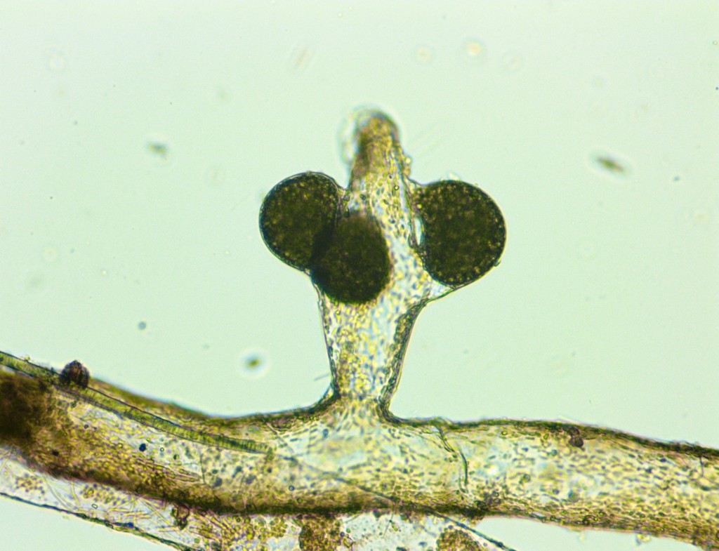Vaucheria taylorii