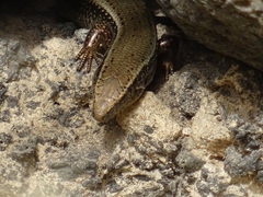 Chalcides sexlineatus