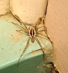 Hogna crispipes