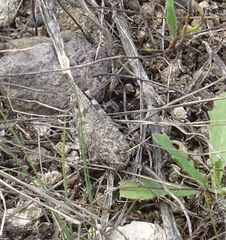 Oedipoda canariensis