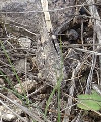 Oedipoda canariensis