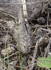 Oedipoda canariensis