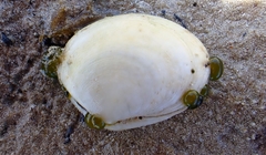 Pseudarcopagia decora