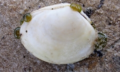 Pseudarcopagia decora