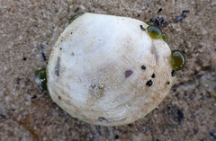 Pseudarcopagia decora