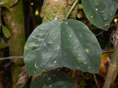 Passiflora micropetala