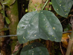 Passiflora micropetala