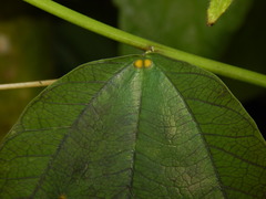 Passiflora micropetala