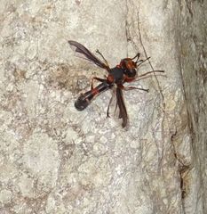 Physocephala biguttata
