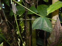 Passiflora micropetala