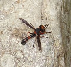 Physocephala biguttata