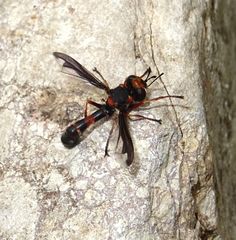 Physocephala biguttata