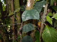 Passiflora micropetala