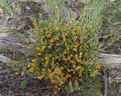 Pultenaea procumbens