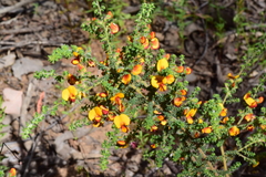 Pultenaea procumbens