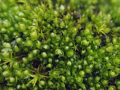 Ptychostomum elegans