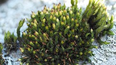 Orthotrichum stramineum