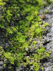 Syntrichia pagorum