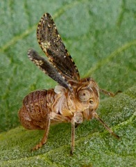 Dyctidea