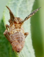 Dyctidea