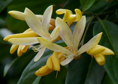 Xanthophyllum fragrans
