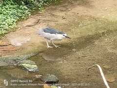 Nycticorax nycticorax