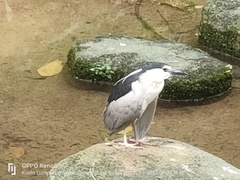 Nycticorax nycticorax