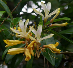 Xanthophyllum fragrans