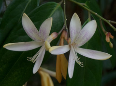 Xanthophyllum fragrans